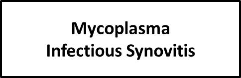 ICBH - Mycoplasma infectious synovitis ICBH - Mycoplasma infectious synovitis